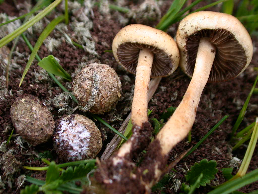 2 Maggio 2009  Agrocybe pediades